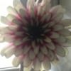 brushnblooms